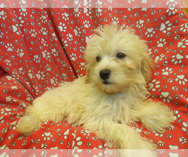 Medium Photo #2 F2 Aussiedoodle Puppy For Sale in PATERSON, NJ, USA