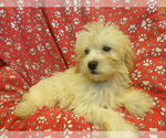 Small #1 F2 Aussiedoodle