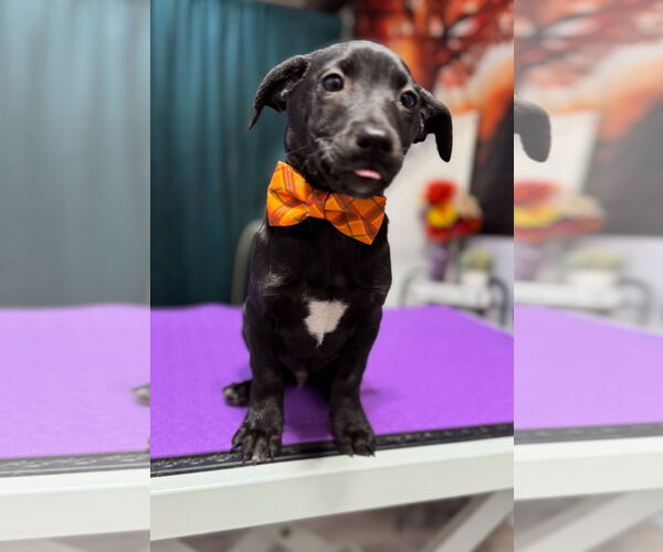 Medium Photo #2 Dachshund-Italian Greyhound Mix Puppy For Sale in Arlington, WA, USA