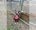 Small #1 American Pit Bull Terrier Mix