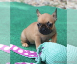 Small #4 French Bulldog