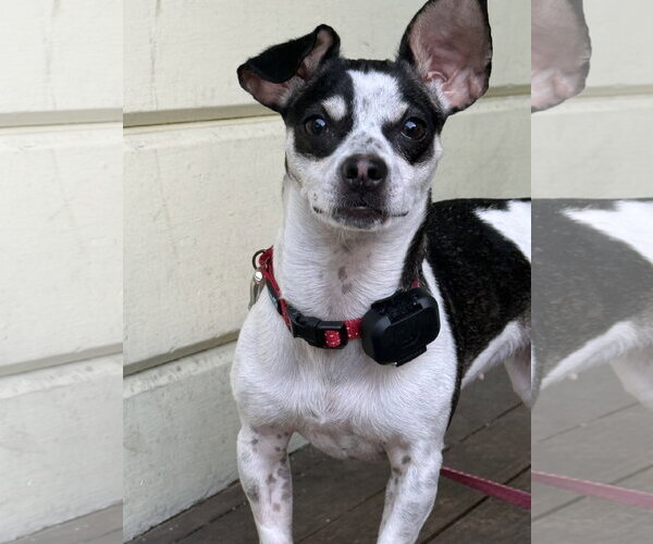 Medium Photo #5 Rat-Cha Puppy For Sale in Santa Clara, CA, USA