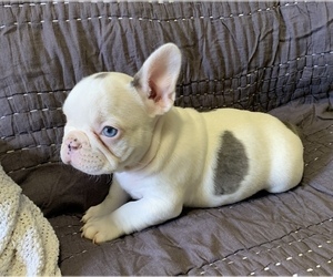 French Bulldog Puppy for sale in JOHNS ISLAND, SC, USA