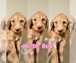 Puppy Puppy 10 Labradoodle-Poodle (Standard) Mix