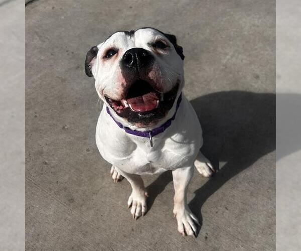 Medium Photo #1 Bullypit Puppy For Sale in Denver, CO, USA