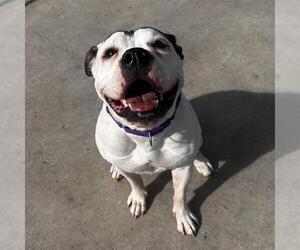 Bullypit Dogs for adoption in Denver, CO, USA