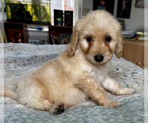 Medium Goldendoodle (Miniature)