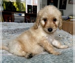 Small Photo #1 Goldendoodle (Miniature) Puppy For Sale in PENSACOLA, FL, USA