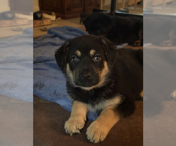 Medium Photo #7 German Shepherd Dog-Unknown Mix Puppy For Sale in West Sacramento, CA, USA