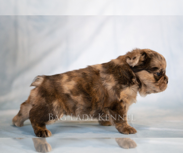 Medium Photo #6 French Bulldog Puppy For Sale in DESERT HOT SPRINGS, CA, USA