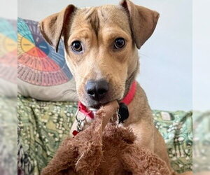 Carolina - Female Mutt Dog for Adoption - Photo #9