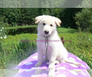 German Shepherd Dog Puppy for Sale in PIEDMONT, Missouri USA