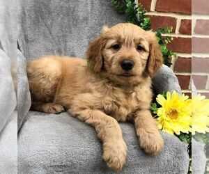 Goldendoodle-Poodle (Miniature) Mix Puppy for sale in NEW HOLLAND, PA, USA