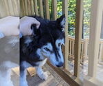 Small #3 Siberian Husky Mix