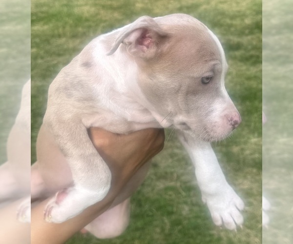 Medium Photo #2 American Bully Puppy For Sale in LAKE STATION, IN, USA