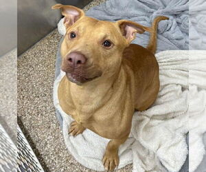 Mutt Dogs for adoption in Martinsburg, WV, USA