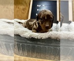 Image preview for Ad Listing. Nickname: Puppy 4