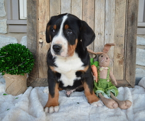 Greater Swiss Mountain Dog Puppy for sale in HONEY BROOK, PA, USA