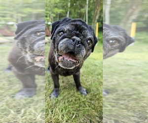 Pug Dogs for adoption in Cuba, NY, USA