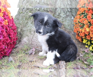Border Collie Puppy for sale in SHILOH, OH, USA