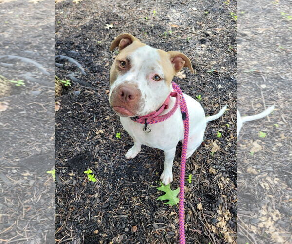 Medium Photo #25 American Staffordshire Terrier-Unknown Mix Puppy For Sale in Rockaway, NJ, USA