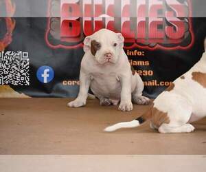 American Bully Puppy for Sale in TOLEDO, Ohio USA