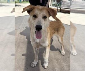 Labrador Retriever-Unknown Mix Dogs for adoption in San Antonio, TX, USA