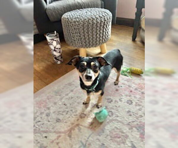 Medium Photo #9 Chiweenie Puppy For Sale in Andover, MN, USA