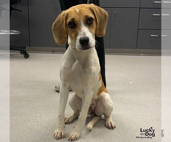 Medium Photo #3 Beagle-Unknown Mix Puppy For Sale in Washington, DC, USA