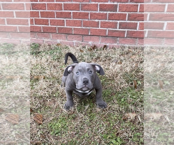 Medium Photo #11 American Bully Puppy For Sale in UPPER MARLBORO, MD, USA
