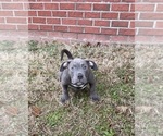 Small #10 American Bully
