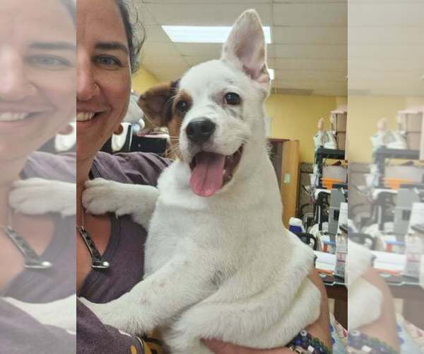 Medium Photo #4 Mutt Puppy For Sale in Candler, NC, USA