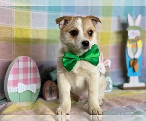 Beagle-Pom-A-Pug Mix Puppy for sale in LANCASTER, PA, USA
