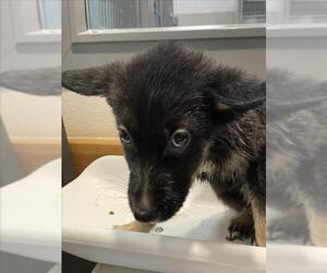 German Shepherd Dog Dogs for adoption in Tracy, CA, USA