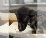 Small German Shepherd Dog