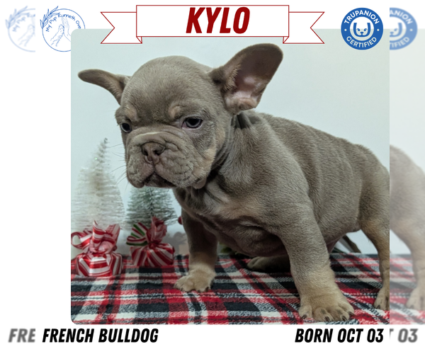 Medium Photo #2 French Bulldog Puppy For Sale in GOSHEN, IN, USA