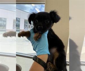 Boykin Spaniel-Unknown Mix Dogs for adoption in San Antonio, TX, USA