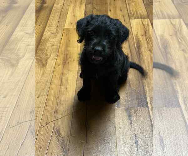 Medium Photo #1 Mutt Puppy For Sale in New Orleans, LA, USA