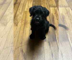 Mutt Dogs for adoption in New Orleans, LA, USA
