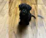 Small Mutt