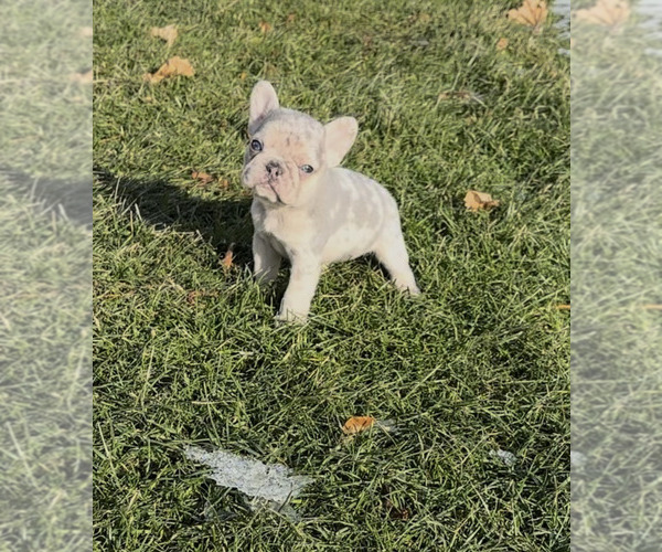 Medium Photo #9 French Bulldog Puppy For Sale in NAPPANEE, IN, USA