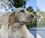 Puppy Leo Labrador Retriever