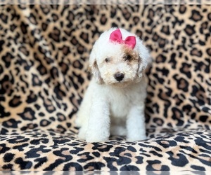 Goldendoodle (Miniature) Puppy for sale in LAKELAND, FL, USA