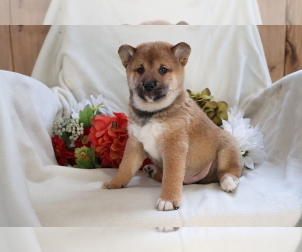 Medium Photo #1 Shiba Inu Puppy For Sale in SHILOH, OH, USA