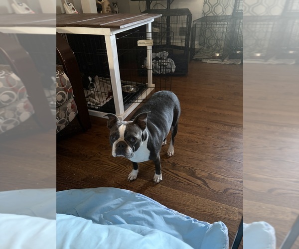 Medium Photo #1 Boston Terrier Puppy For Sale in HOWELL, NJ, USA