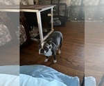 Small Photo #1 Boston Terrier Puppy For Sale in HOWELL, NJ, USA
