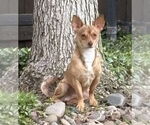 Small #6 Chihuahua