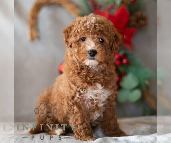 Medium Photo #5 Bichpoo Puppy For Sale in DORNSIFE, PA, USA