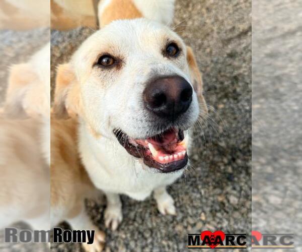 Medium Photo #2 Labrenees Puppy For Sale in Maryville, TN, USA