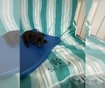 Small #4 French Bulldog